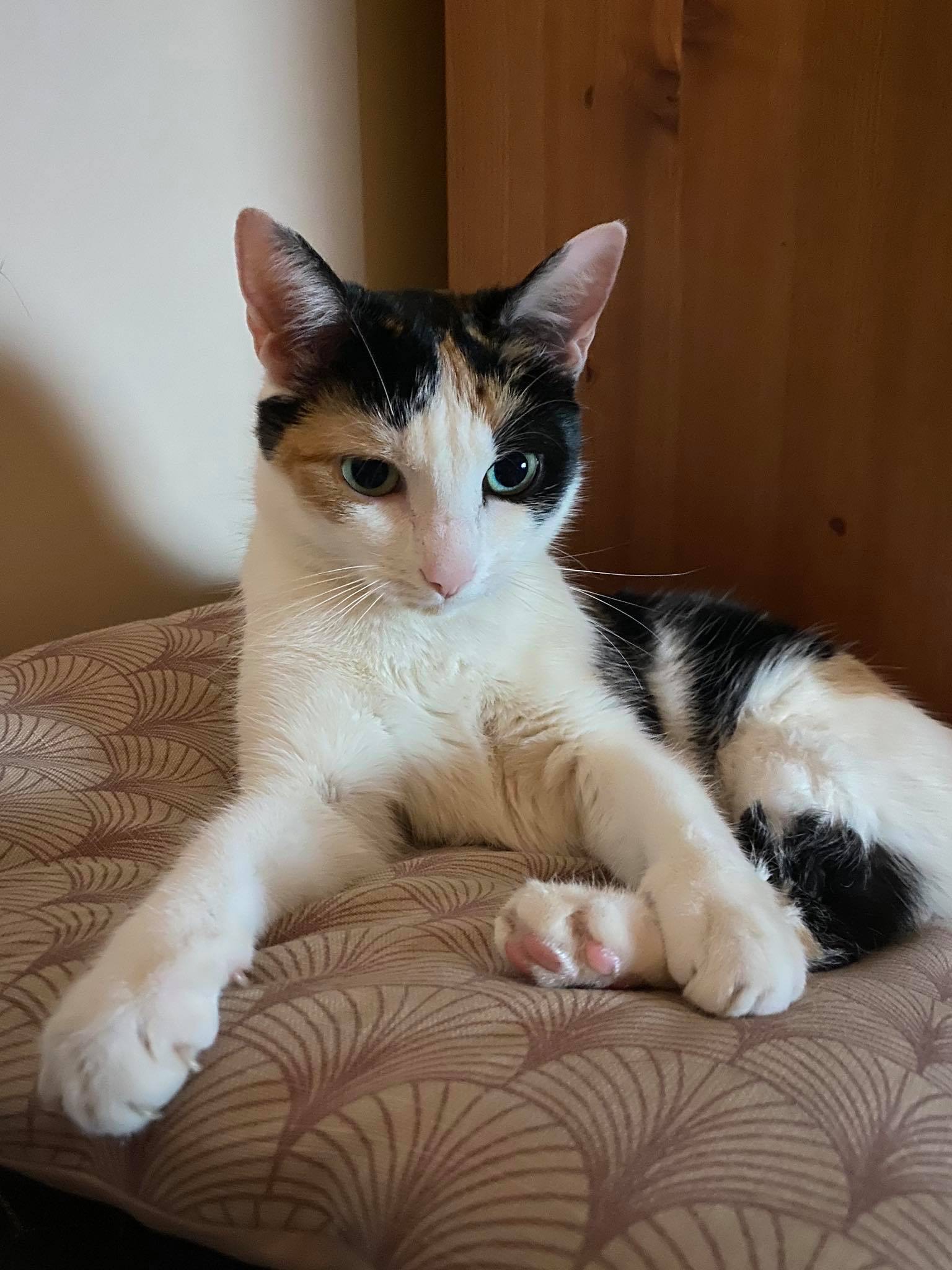 Nelka to kot Asi. Jest ona bardzo wesołym zwierzątkiem, które ma nawet swój własny profil na instagramie, na którym można znaleźć zdjęcia z sesji fotograficznych pupila Asi. 